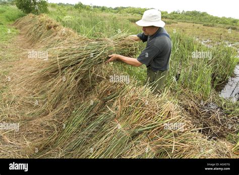 Saw Sedge Gahnia Radula Being Stacked After Cutting To Be Used For