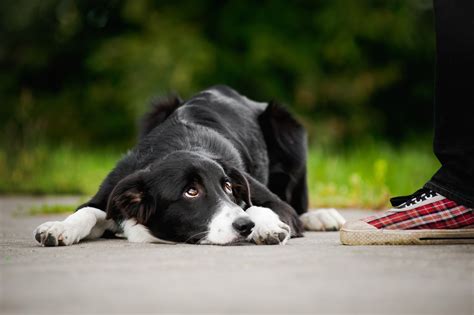 Do Dogs Feel Guilt Or Shame Hills Pet