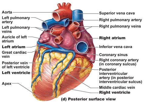 Heart Anatomy Chambers Valves And Vessels Cardiac Anatomy Heart