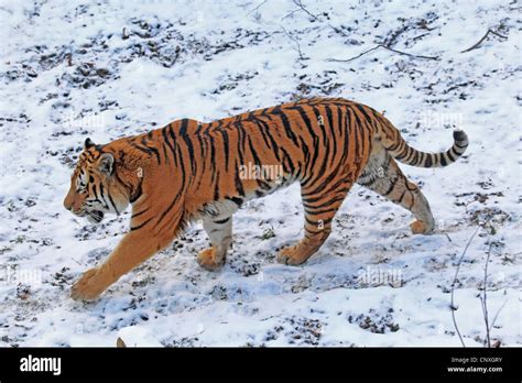 Siberia landscape fotografías e imágenes de alta resolución Alamy