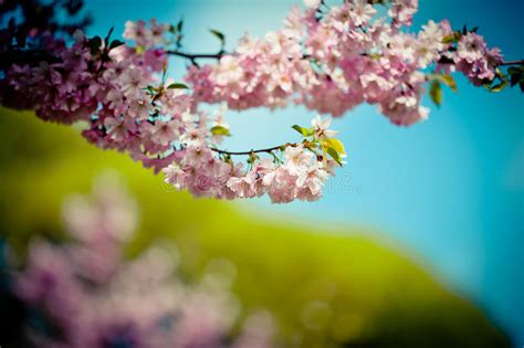 Branch Sakura Pink Cherry Blossoms Against Clear Blue Sky Stock Photo