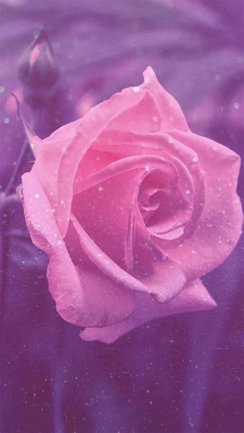 Pretty Roses Wallpaper 46 Images