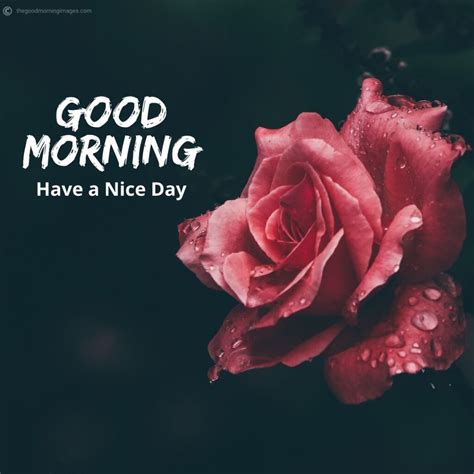 100 Lovely Good Morning Images With Flowers Hd Updated