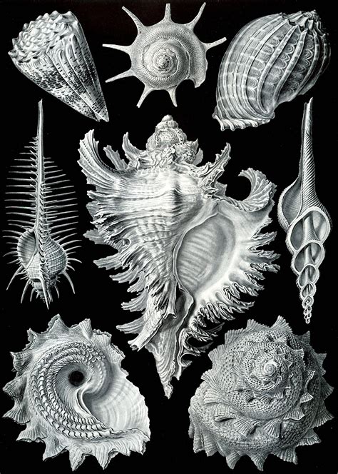 From Art Forms In Nature 1904 Prosobranchia By Ernst Haeckel 1834