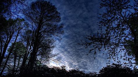 Hd Wallpaper Silhouette Of Trees Sky Clouds Outlines Evening