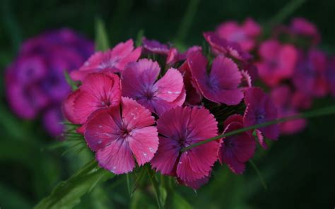 3840x2160 Resolution Pink Dianthus Flowers Selective Focus Photo Hd