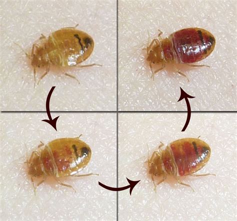 media newswire story bed bugs from school