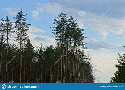 A Row Of Tall Green Pine Trees Against The Sky And Clouds Stock Photo