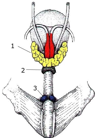 Glandulas Anexas En El Macho Anatomía Reproductiva