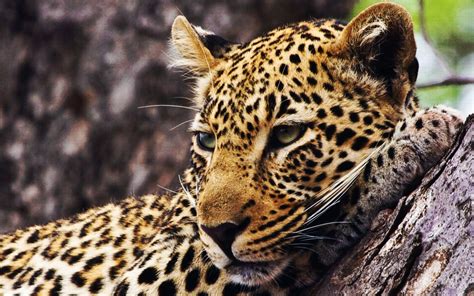 We have many wallpapers with. Leopard Computer Wallpapers, Desktop Backgrounds ...