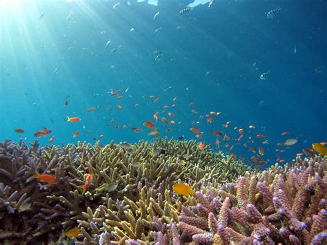 corais marinhos você conhece as espécies e tipos disponíveis