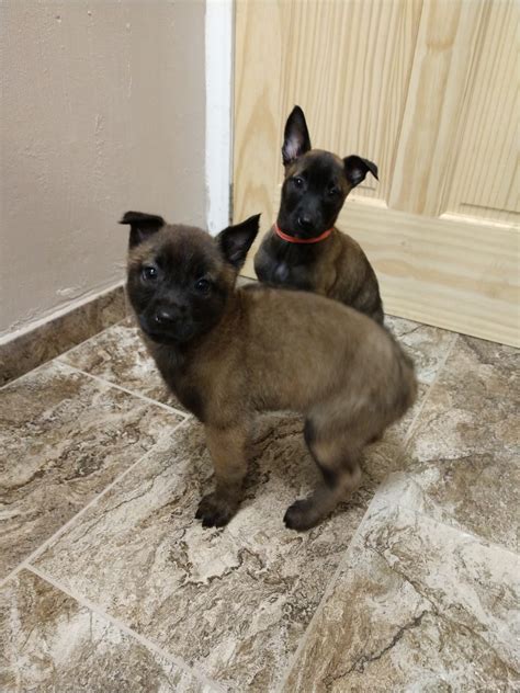 Our belgian malinois puppies for sale may not be allowed to import without a. Belgian Shepherd Dog (Malinois) Puppies For Sale | La ...