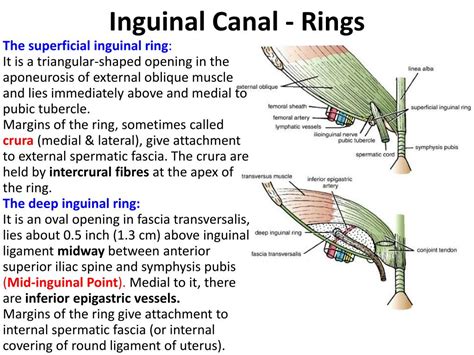 Inguinal Ring Anatomy