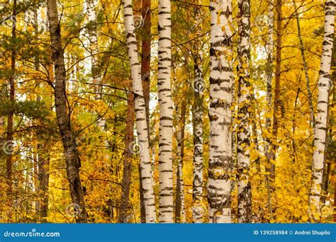 Red Leaves On Birch Trees In Autumn Stock Photo Image Of Natural