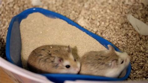 Cute Roborovski Dwarf Hamsters Sand Bathing Youtube