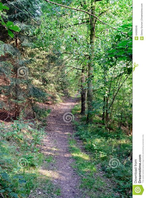 Forest Footpath Summer Ii Stock Photos Free And Royalty Free Stock