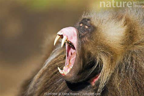 Gelada Baboon Teeth