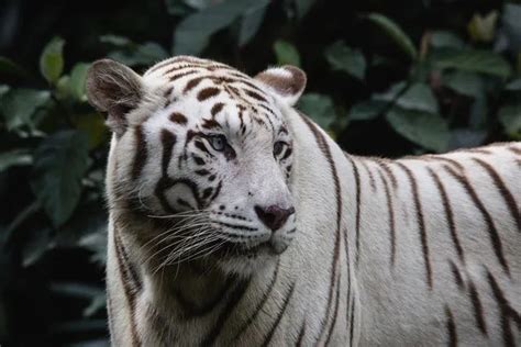 White Tiger Images For Kids