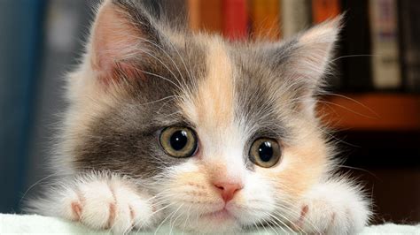 47 Cute Kitten Wallpapers For Desktop Wallpapersafari