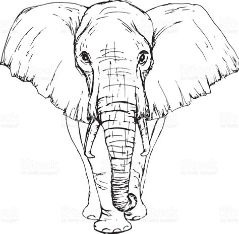 Elefant Von Vorne Zeichnen