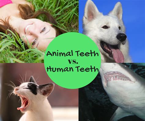 See more ideas about human teeth, animals, teeth. Animal Teeth vs. Human Teeth %% | Mountain View Pediatric ...