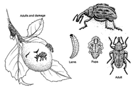 The northern strain preferentially feeds and oviposits on apple (malus spp.) and is univoltine. Plum Curculio
