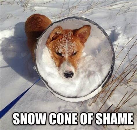 Snow Cone Of Shame Funny Animals Funny Dogs Funny Animal Pictures