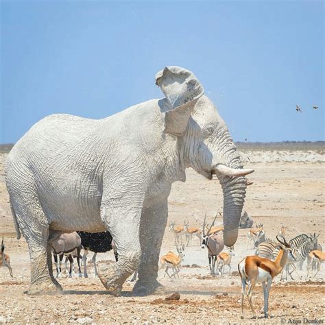 Elephant A Famous White Elephant Of Etosha National Park Rare Albino