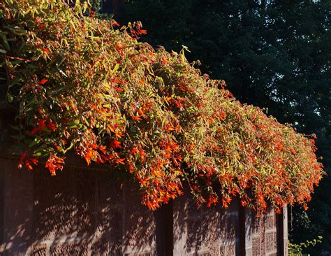 I'm afraid to say that bonfire begonia disappointed me. Photo #51119 | Begonia boliviensis Bonfire® | plant lust