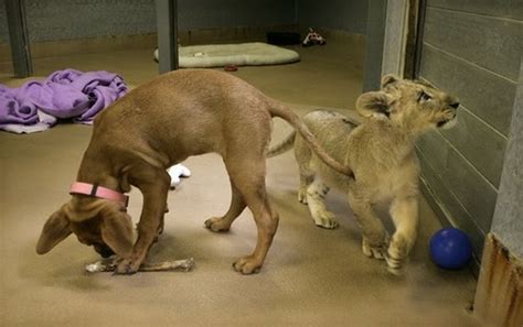 Puppy Dog And Baby Lion Lovely Wrestling Photos