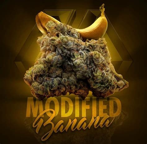 Modified Banana F2 Modified Banana X Modified Banana New The Seed