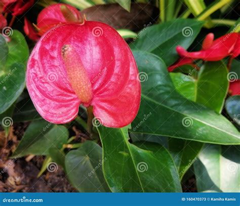 Closeup View Of Beautiful Red Flowers Known As Flamingo Flowers Stock
