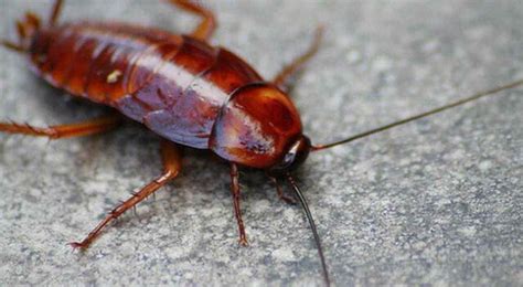 cucarachas ¿cuál es la función de este insecto en el mundo el popular