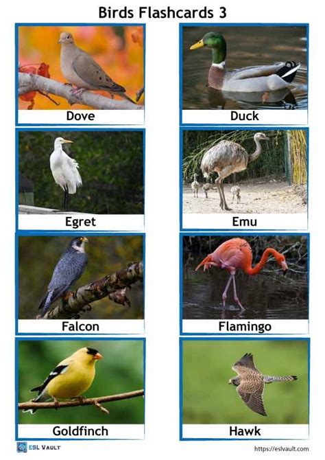 64 Free Printable Pdf Birds Flashcards Esl Vault