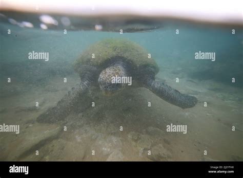 Sea Turtle Near Hikkaduwa Sri Lanka Stock Photo Alamy