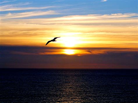 Sunset Seagull Wallpapers High Quality Download Free