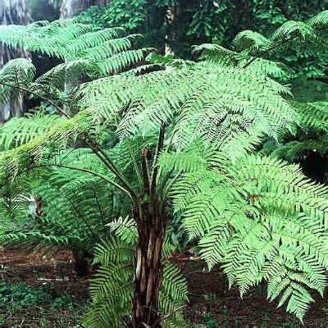 Cyathea Cooperi Australian Tree Fern Lacy Tree Fern