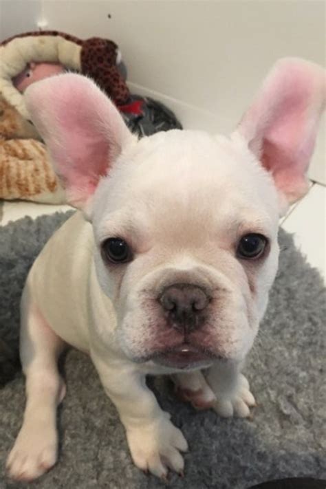 Frenchies and their families are always welcome t. French Bulldog Puppies For Sale | Los Angeles, CA #329664