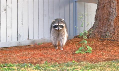 How To Keep Raccoons Away From Your Deck Shed House