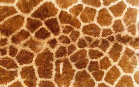 Giraffe animal print background stock images by lenm 2/312. HD wallpaper: animal print, giraffes, fur | Wallpaper Flare