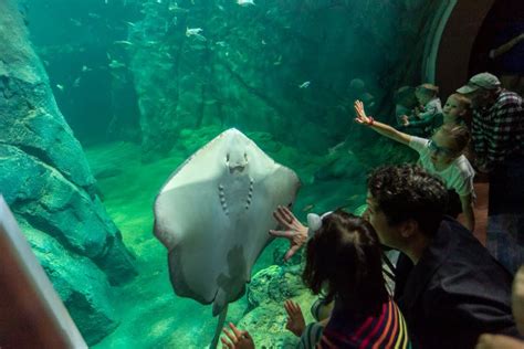 Saint Louis Aquarium At St Louis Union Station Explore St Louis
