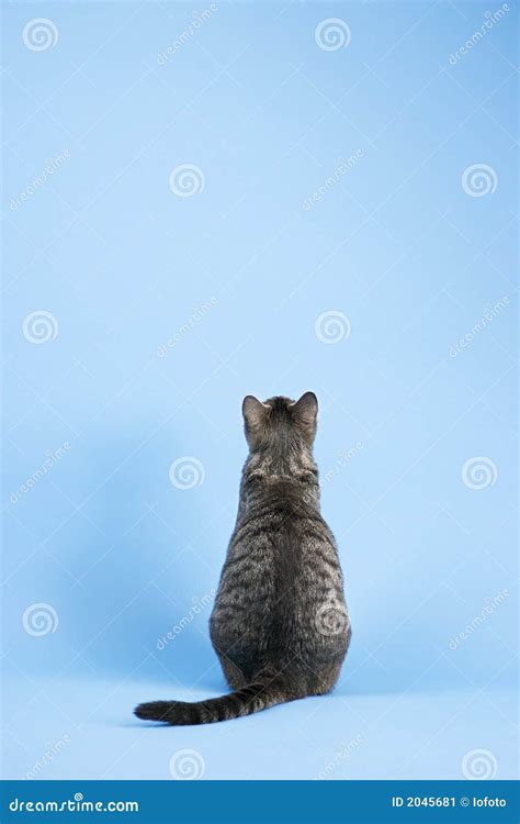 Back View Of Cat Stock Image Image Of Waiting Short 2045681