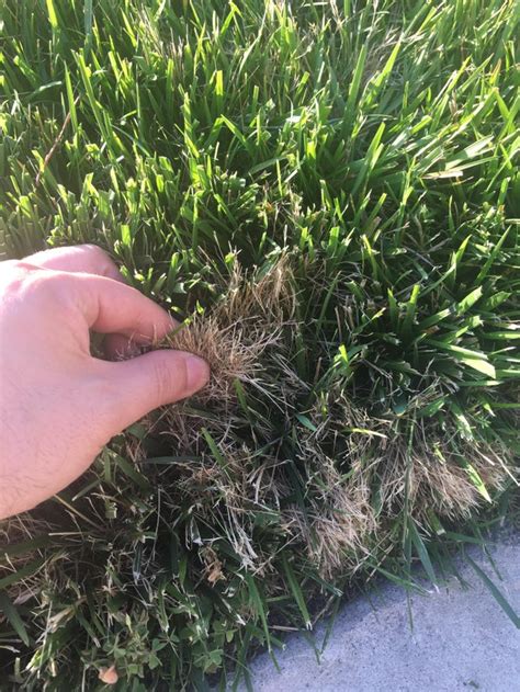 What Are These Dense Grassy Clumps In My Lawn Rlandscaping