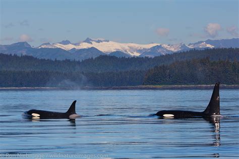 Killer Whales Inside Passage Alaska Photos By Ron Niebrugge