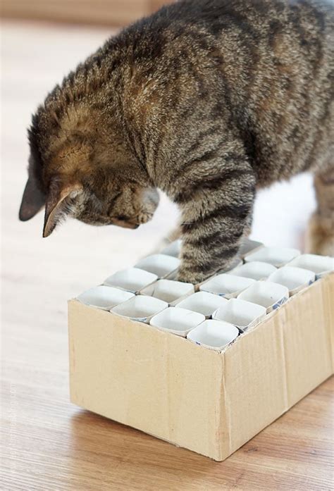 katzenspielzeug fummelkiste diy cat content katzen spielzeug katzen und katzenspielzeug