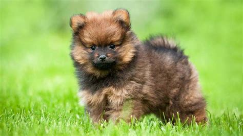 Pomeranian Price Temperament Life Span