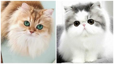 اجمل صور قطط من حول العالم مجلة رجيم