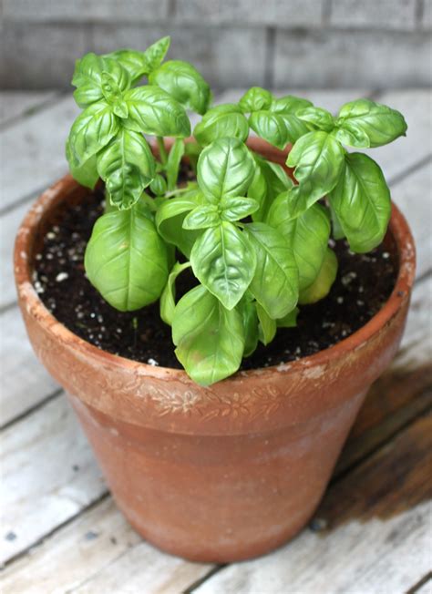 Growing Basil Indoors