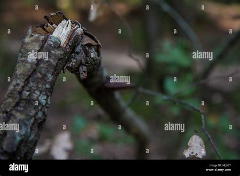Dry Branch Broken But Still Attached Stock Photo Alamy
