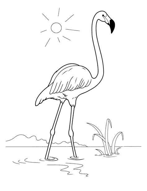 Dibujo Para Colorear Flamingo